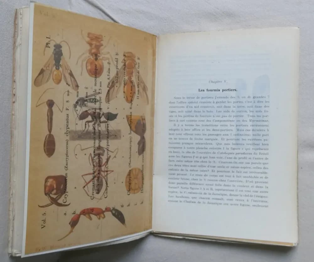 Le Monde Social des Fourmis. A. FOREL 5 Tomes - Image 17
