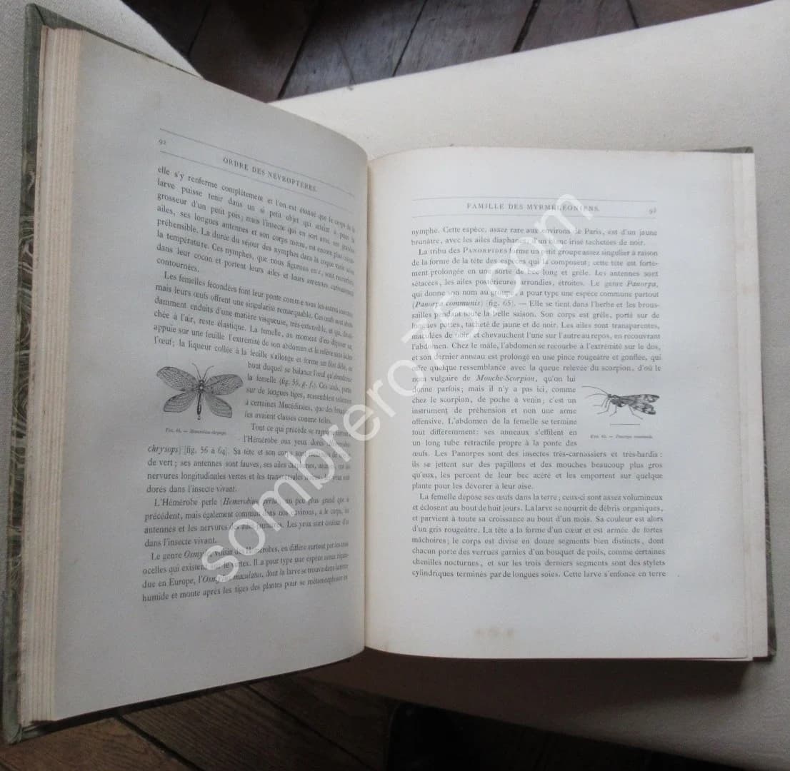 Les Insectes. Iconographie et Histoire Naturelle. Tome 3. 1878 - Image 4