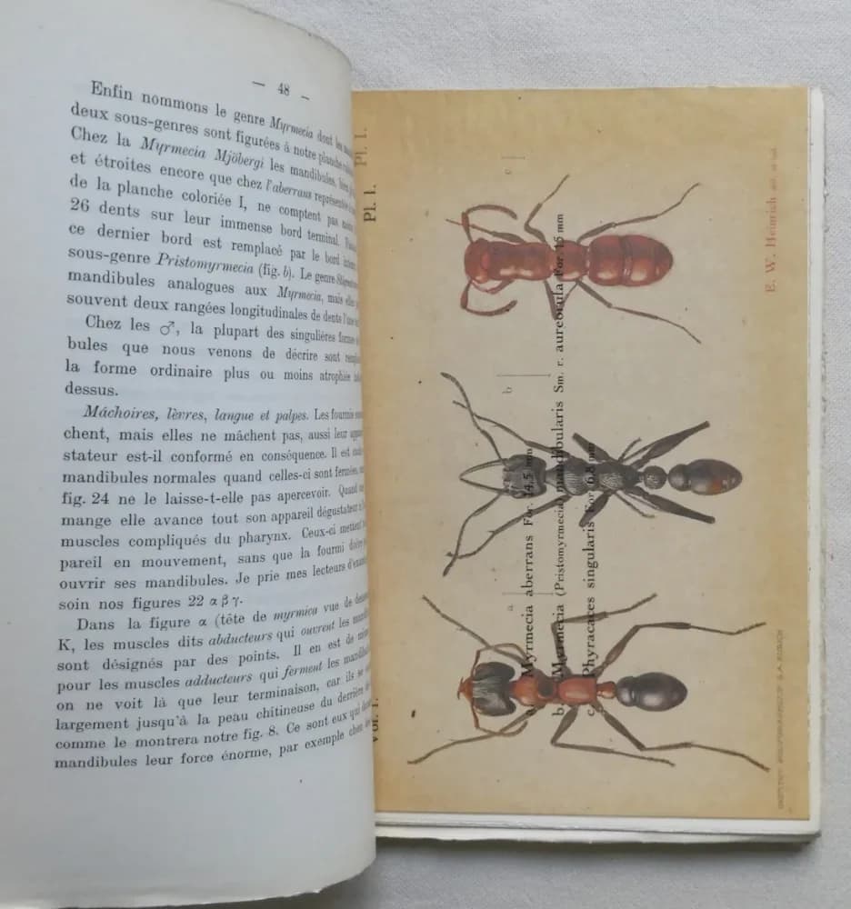 Le Monde Social des Fourmis. A. FOREL 5 Tomes - Image 4